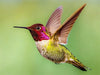 Last Day 49%OFF💕Wooden Hummingbird House-Gift for Nature Lovers