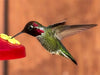 Last Day 49%OFF💕Wooden Hummingbird House-Gift for Nature Lovers